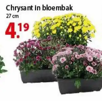 Chrysant in bloembak
