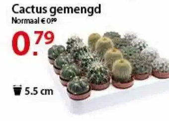 Cactus gemengd 5.5 cm