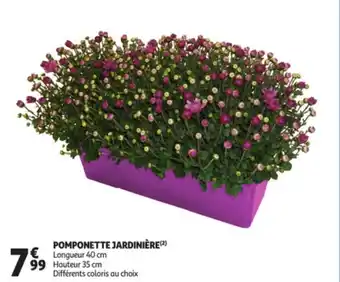 Pomponette Jardiniere