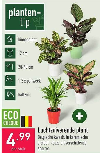 ALDI Luchtzuiverende plant aanbieding