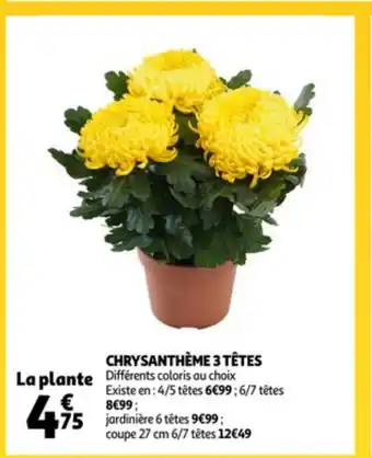 Auchan Chrysantheme 3 tetes la plante aanbieding