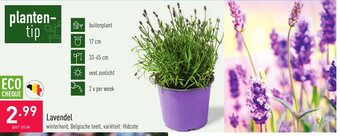 Lavendel