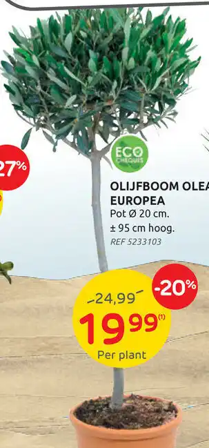 Olijfboom olea europea 95 cm hoog