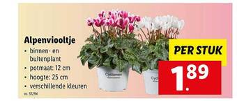 Alpenviooltje