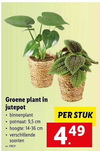 Lidl Groene plant in jutepot aanbieding