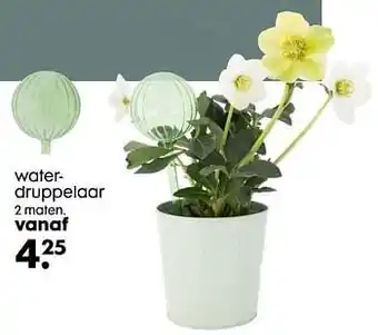 Water- druppelaar