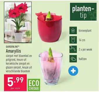 ALDI Gardenline amaryllis aanbieding