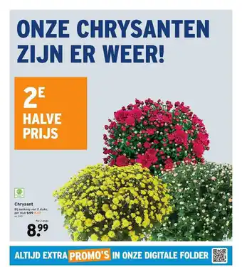Chrysant