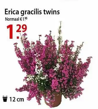 Erica gracilis twins