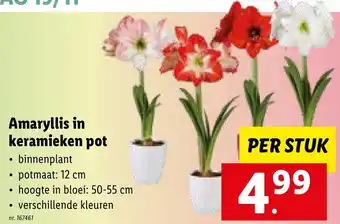 Lidl Amaryllis in keramieken pot nr. 167461 aanbieding