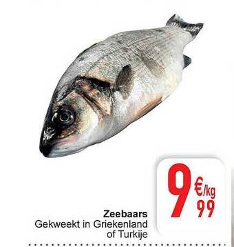Cora Zeebaars aanbieding