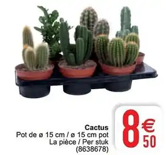 Cactus 15cm