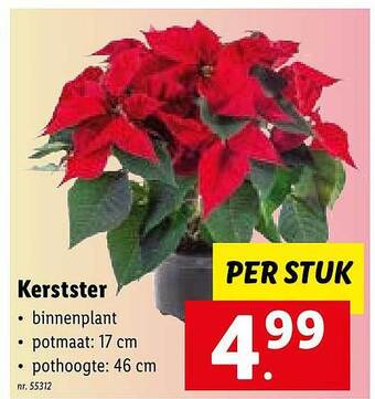 Lidl Kerstster aanbieding