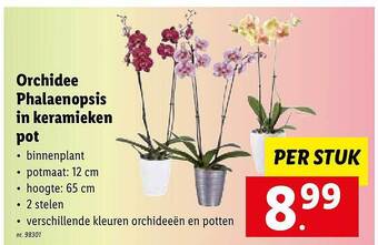 Lidl Orchidee phalaenopsis in keramieken pot aanbieding