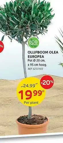 Brico Eco Olijfboom Olea Europea aanbieding