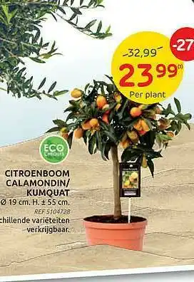 Brico Eco Citroenboom Calamondin-kumquat aanbieding