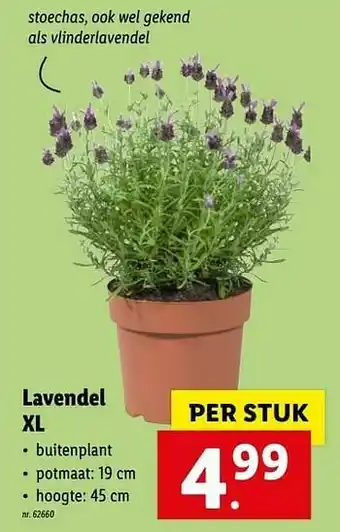 Lidl Lavendel xl aanbieding