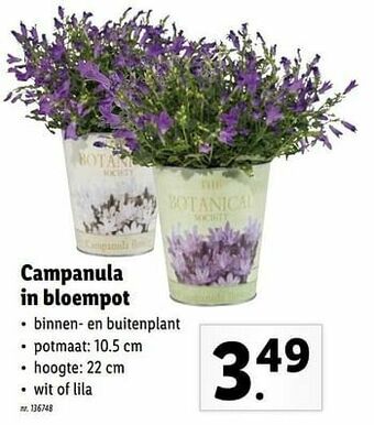 Lidl Campanula in bloempot aanbieding