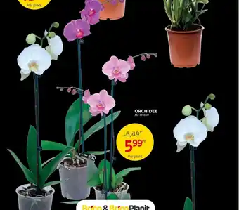 Brico Orchidee aanbieding