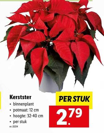 Lidl Kerstster aanbieding