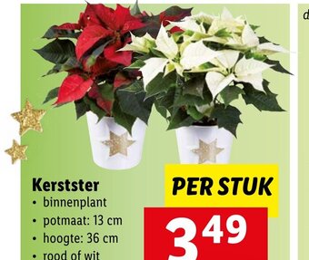 Lidl Kerstster per stuk aanbieding