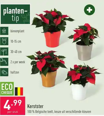 ALDI Kerstster 100% Belgische teelt, Keuze uit verschillende kleuren per stuk aanbieding
