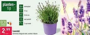 ALDI Lavendel aanbieding