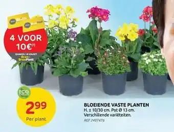 Bloeiende vaste planten