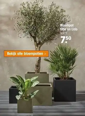 Bloempot elba en lido