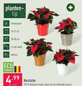 ALDI Kerstster aanbieding