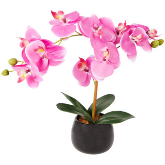 Orchidee in pot