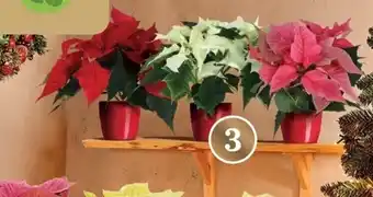 Brico Poinsettia Mix aanbieding