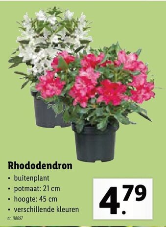 Rhododendron