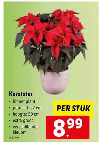 Lidl Kerstster aanbieding