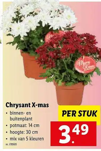 Lidl Chrysant xmas aanbieding