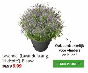 Lavendel