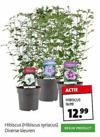 Intratuin Hibiscus aanbieding