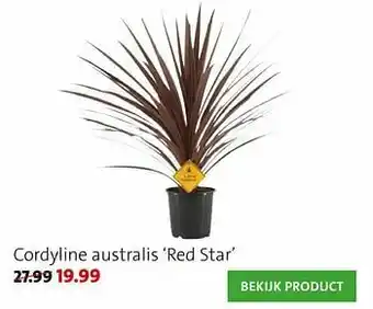 Intratuin Cordyline australis red star aanbieding