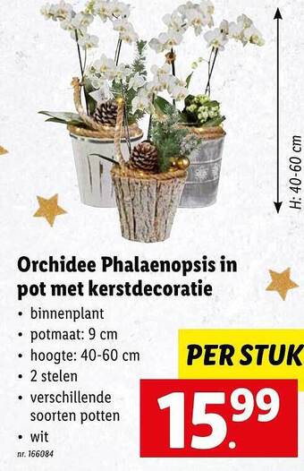 Orchidee phalaenopsis in pot met kerstdecoratie