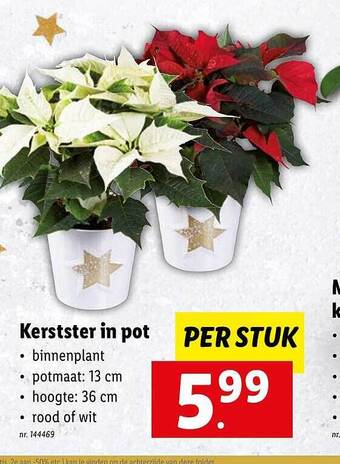 Lidl Kerstster in pot aanbieding