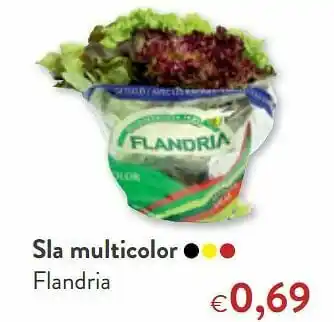 Sla multicolor flandria