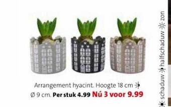 Arrangement hyacint