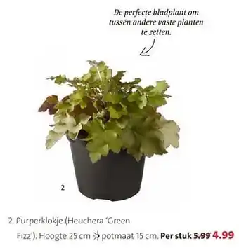 Intratuin Purperklokje heuchera green fizz aanbieding