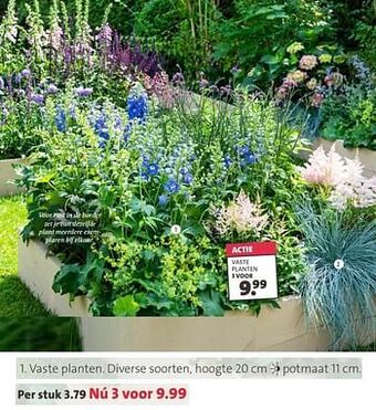 Intratuin Vaste planten aanbieding