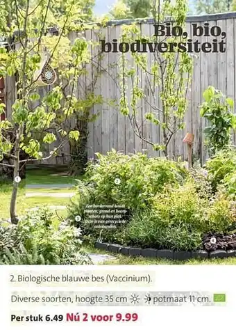 Biologische blauwe bes vaccinium