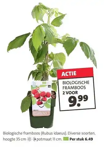 Intratuin Biologische framboos rubus idaeus aanbieding
