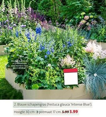 Blauw schapengras festuca glauca intense blue