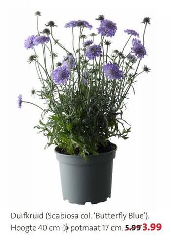 Duifkruid scabiosa col. butterfly blue