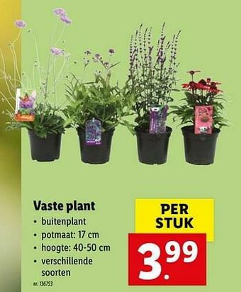 Lidl Vaste plant aanbieding