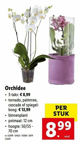 Orchidee 3-taks